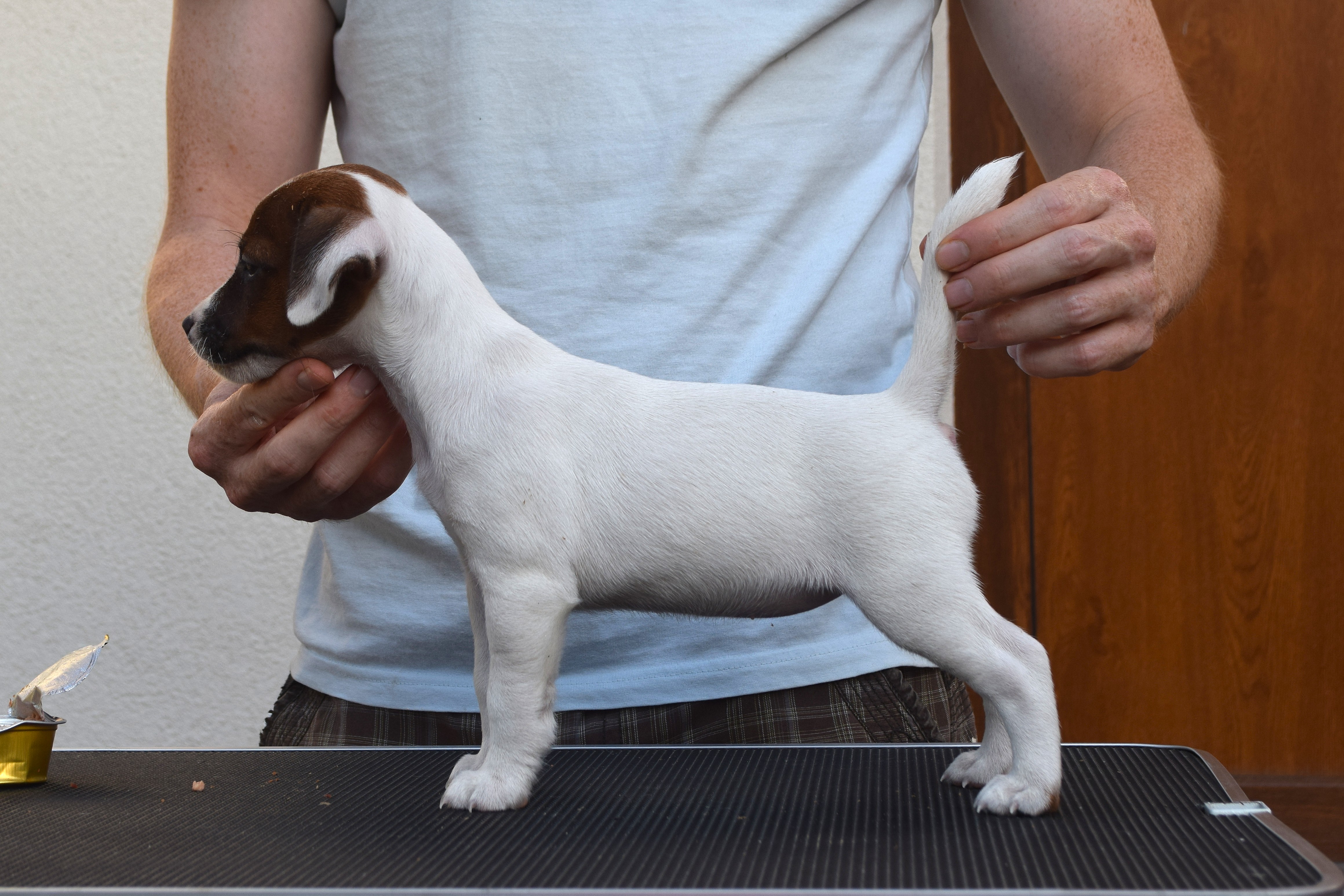 Willow